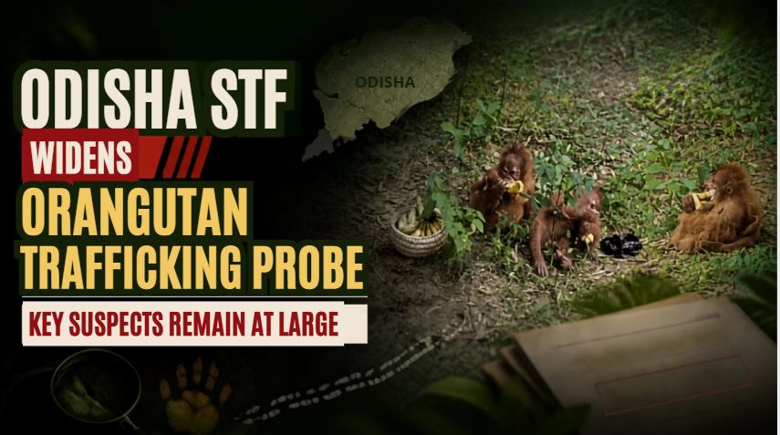 Odisha STF widens orangutan trafficking probe as key suspects remain at large